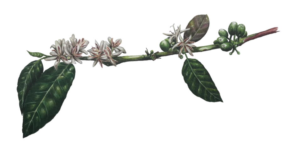 Zweig einer Kaffeepflanze