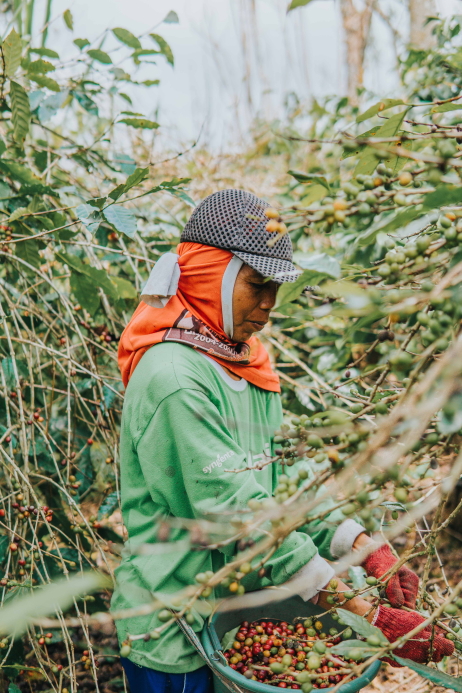 Woman harvesting coffee